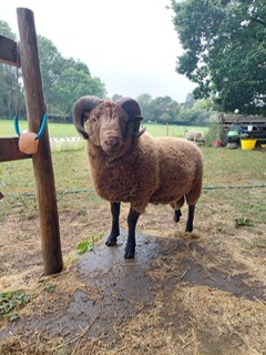 Moorit Ram for sale