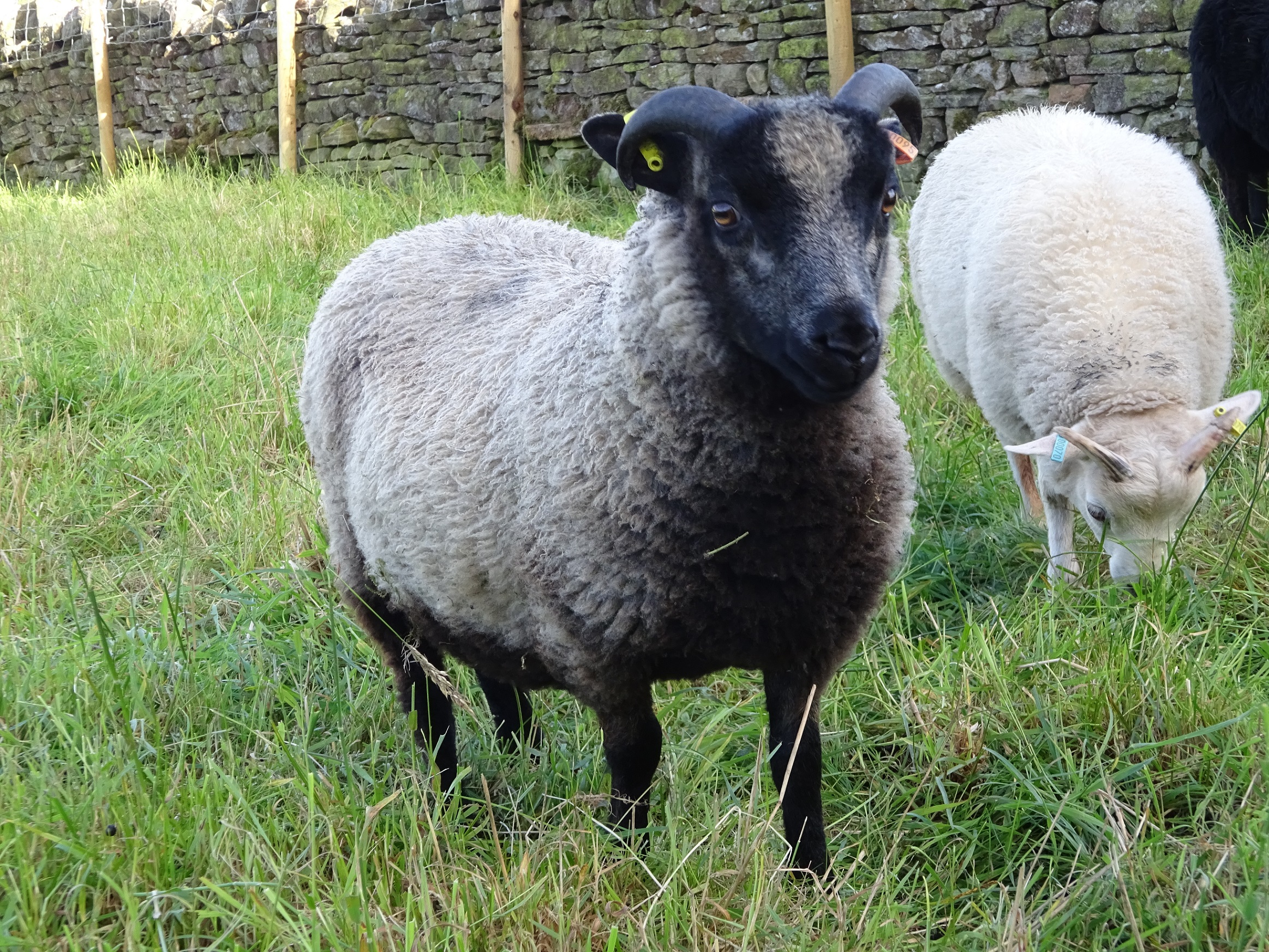 Shetland tup lamb plus ewes for sale image 1