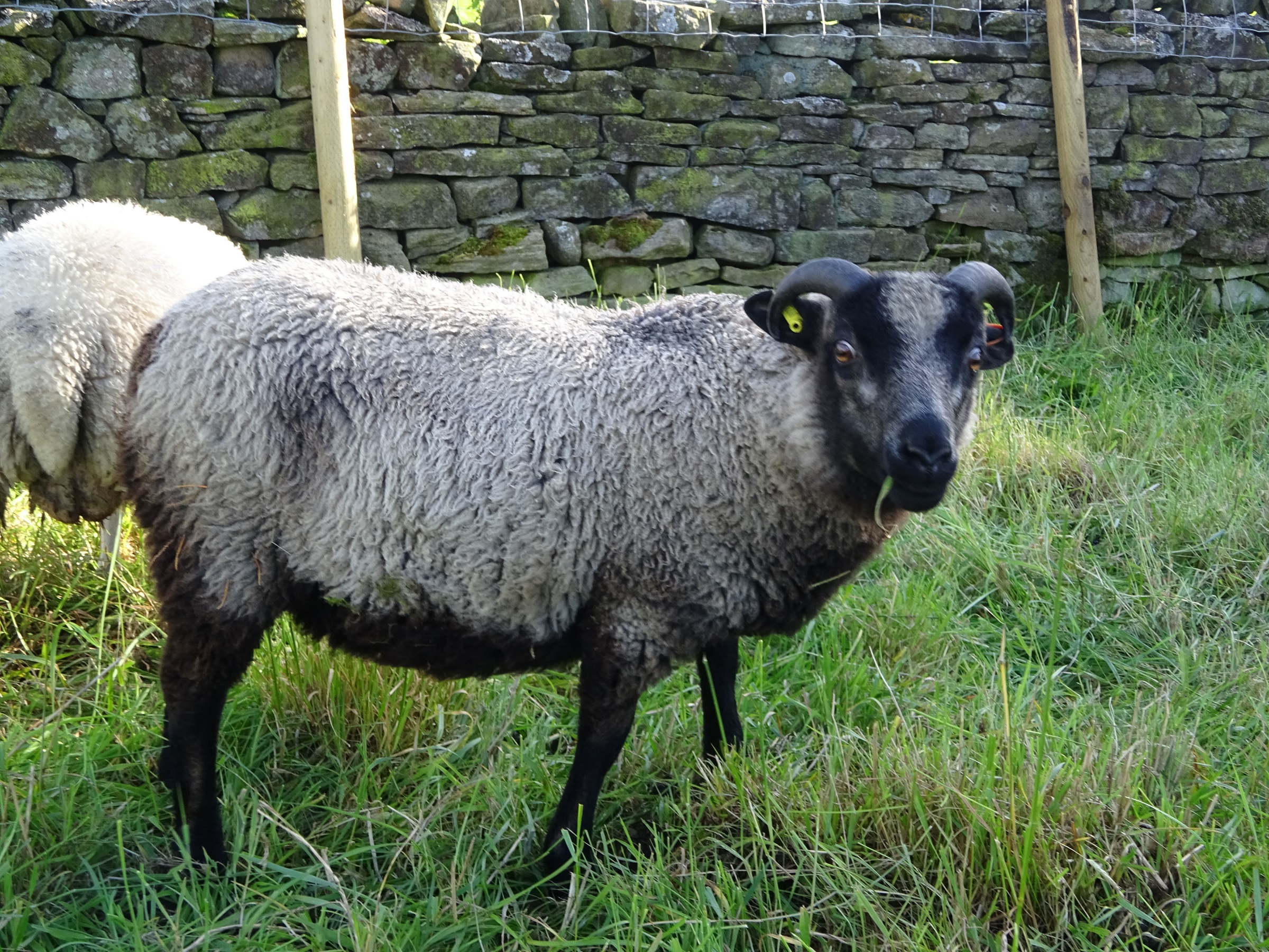 Shetland tup lamb plus ewes for sale image 2