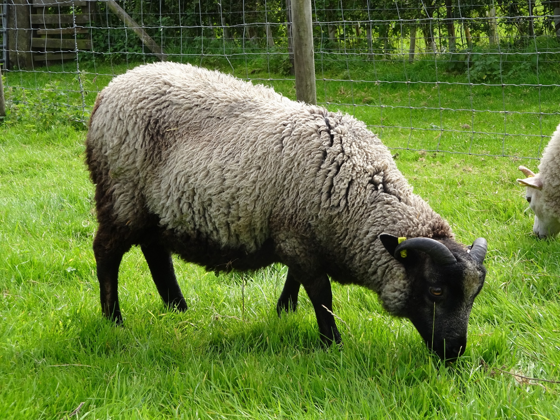 Shetland tup lamb plus ewes for sale image 3