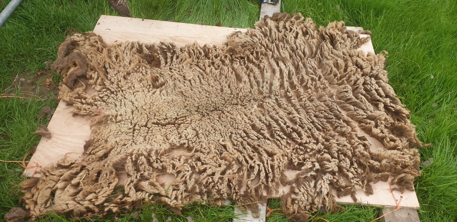 Shetland sheep fleeces