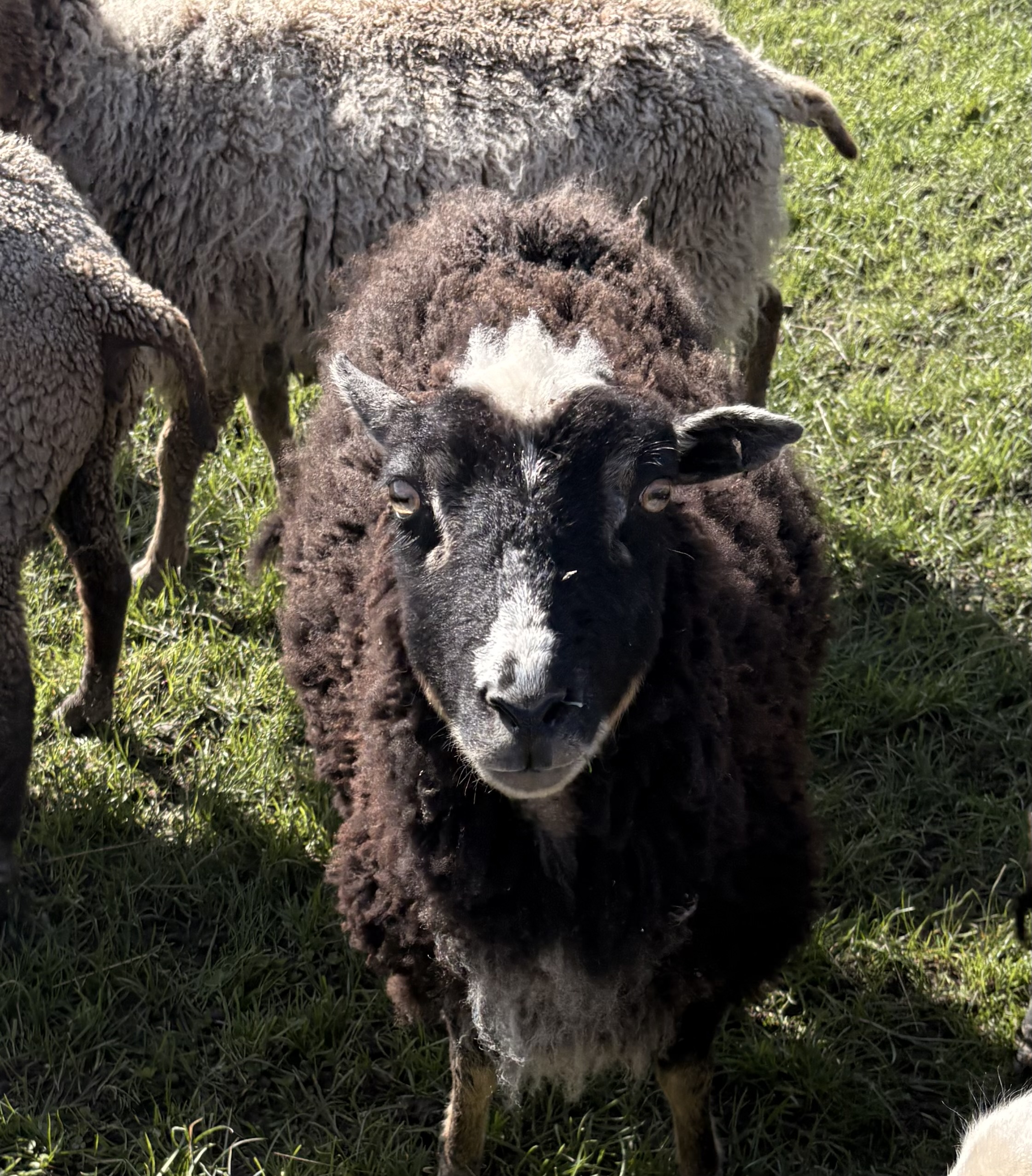 Ewes in lamb and ewe lambs from 2025