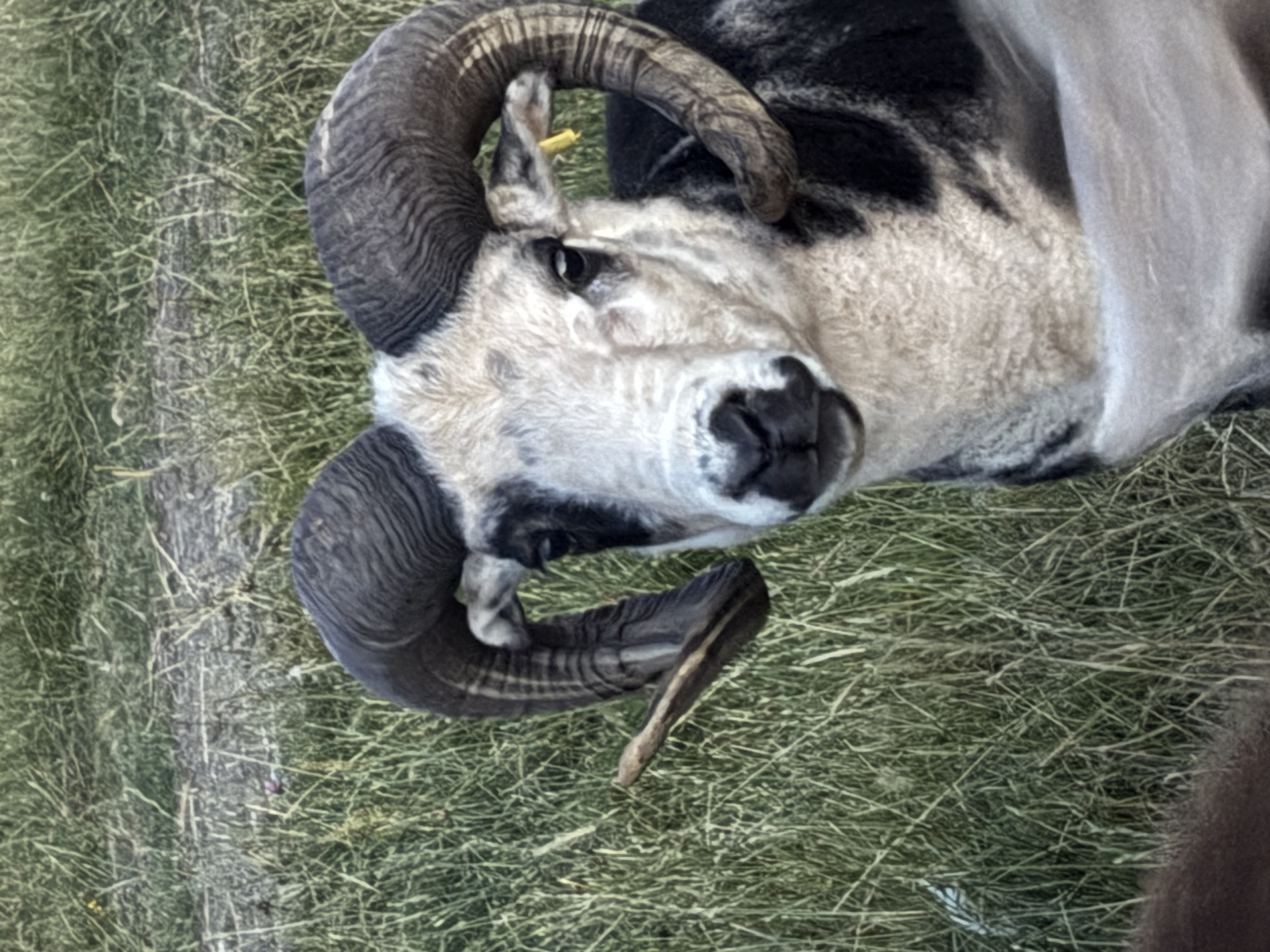 Ewes in lamb and ewe lambs from 2025 image 2