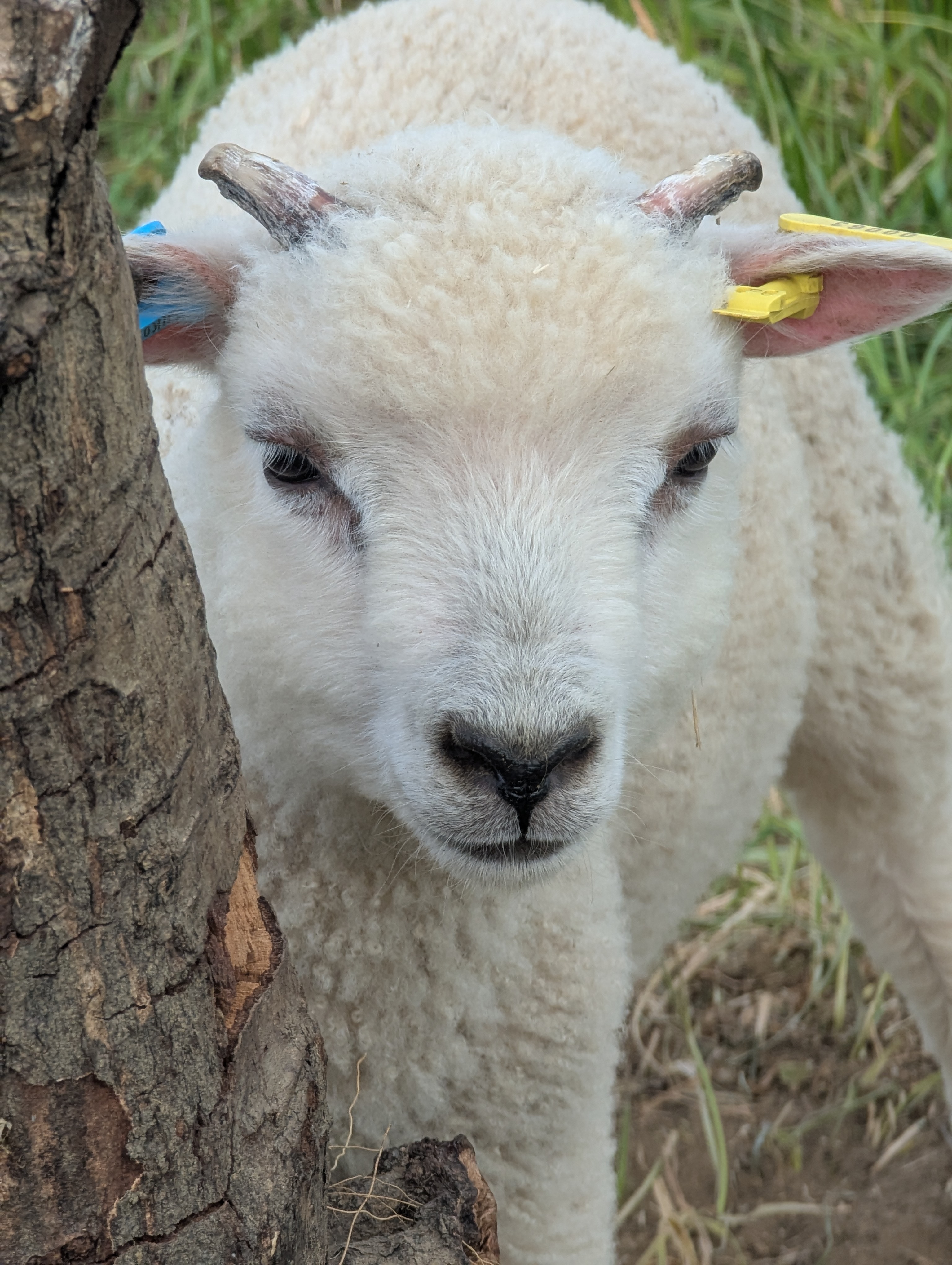 Ewes, rams and lambs