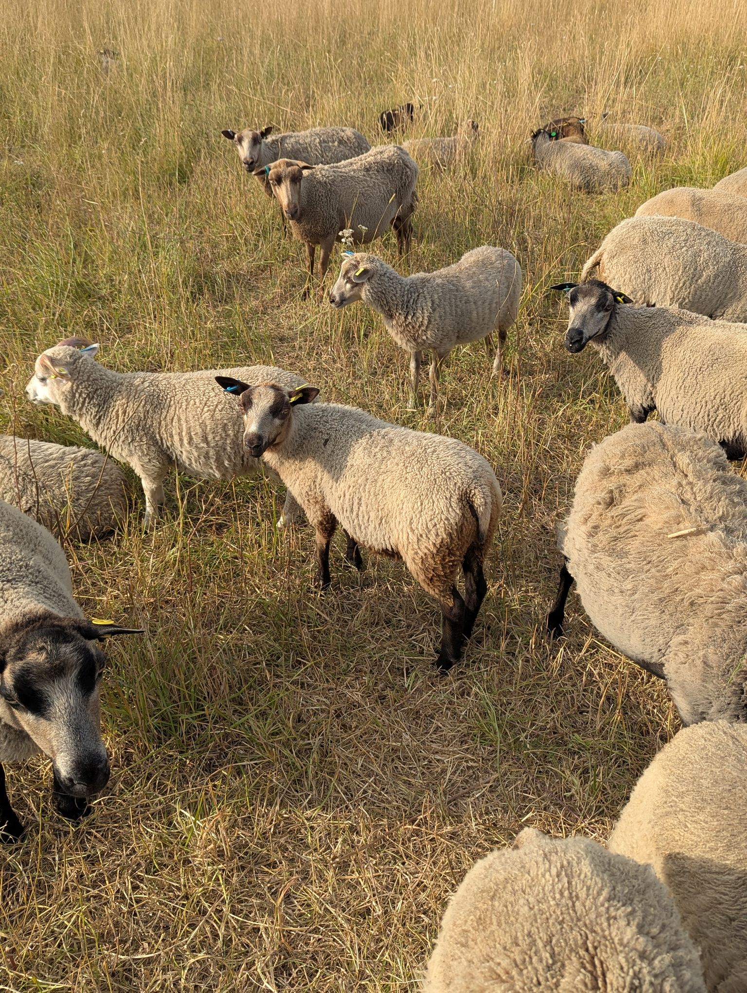 Ewes, rams and lambs image 2