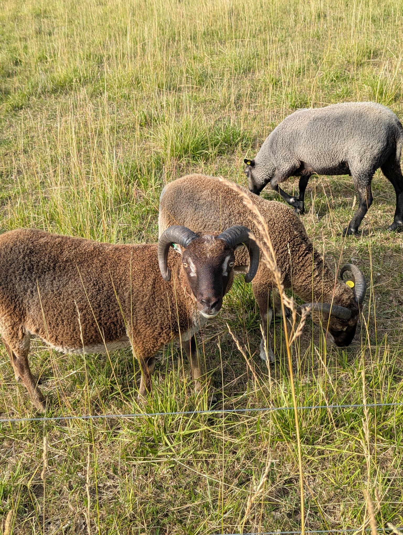 Ewes, rams and lambs image 3