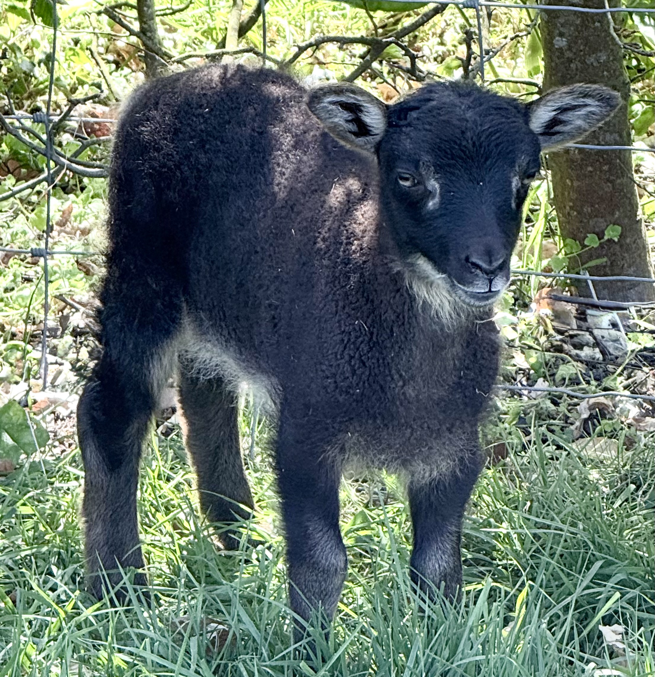 New Forest flock Hampshire image 2