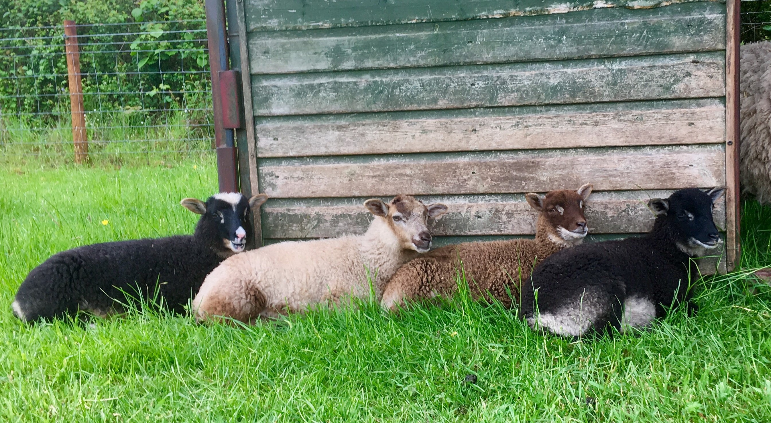 Apshill & Mandeville Flocks image 1