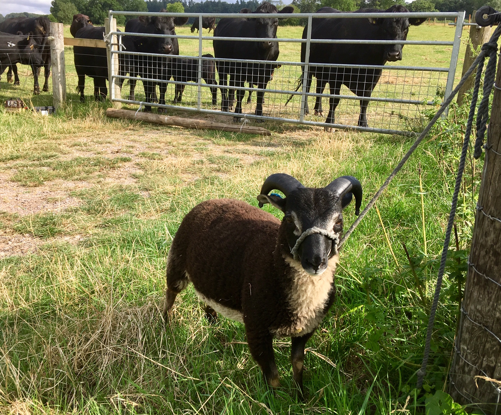 Apshill & Mandeville Flocks image 2