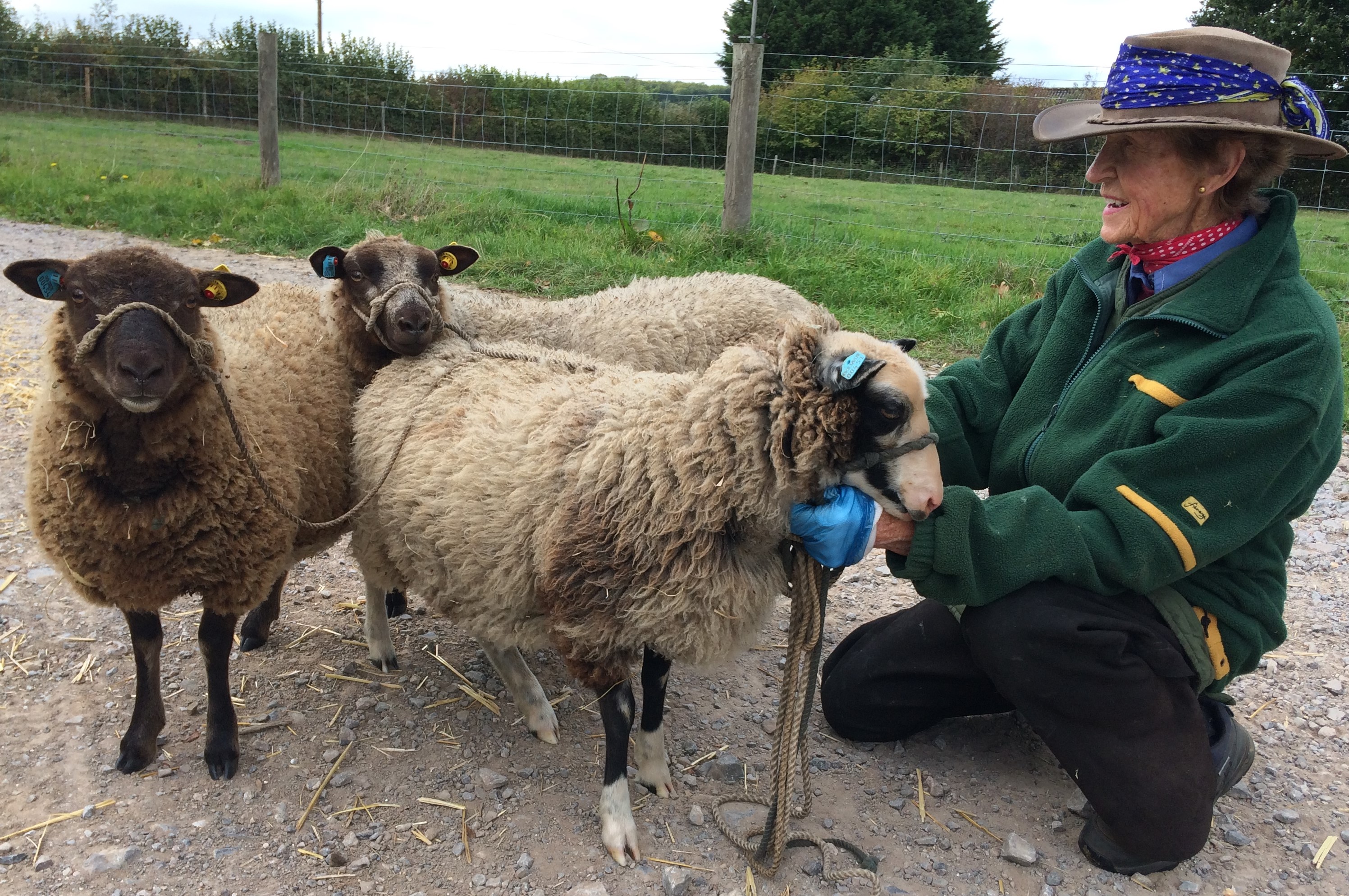 Apshill & Mandeville Flocks image 3