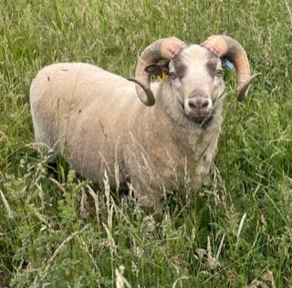 For Sale Two Shear Ram image 1