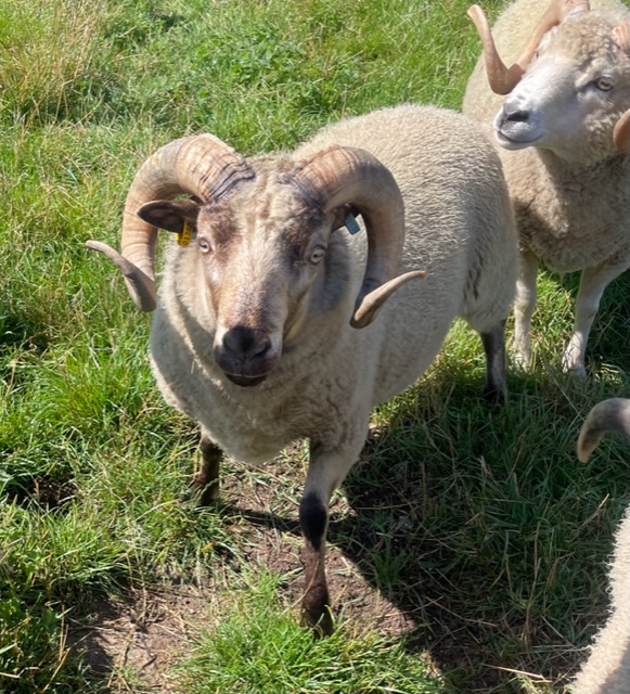 For Sale Two Shear Ram image 2