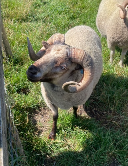 For Sale Two Shear Ram image 3