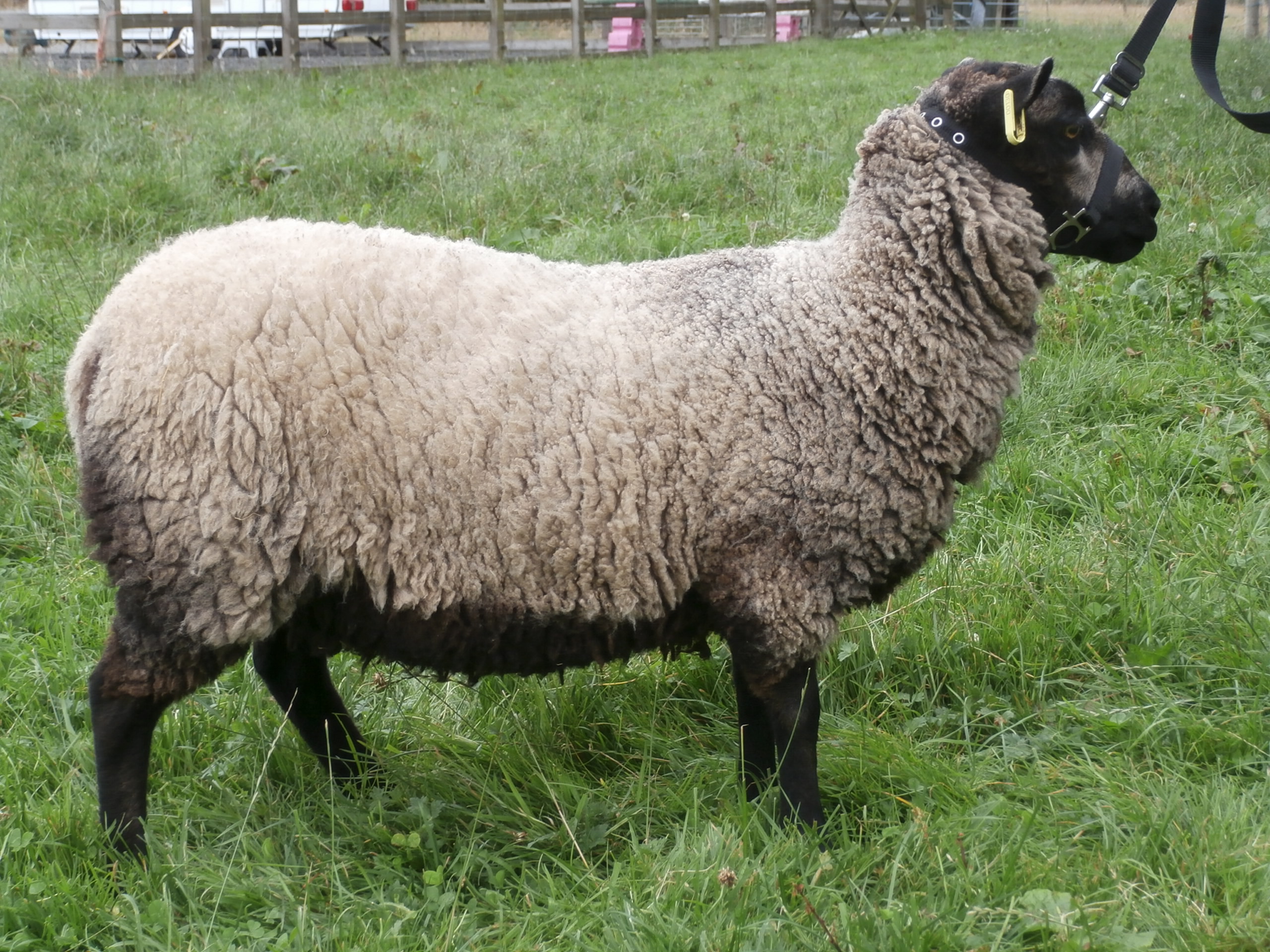 Shieling Flock Gimmers and Lambs For sale image 1