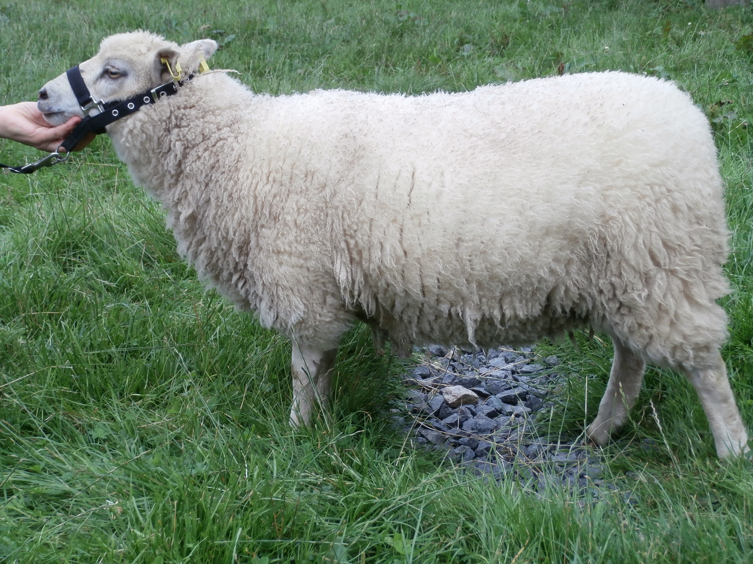 Shieling Flock Gimmers and Lambs For sale image 2