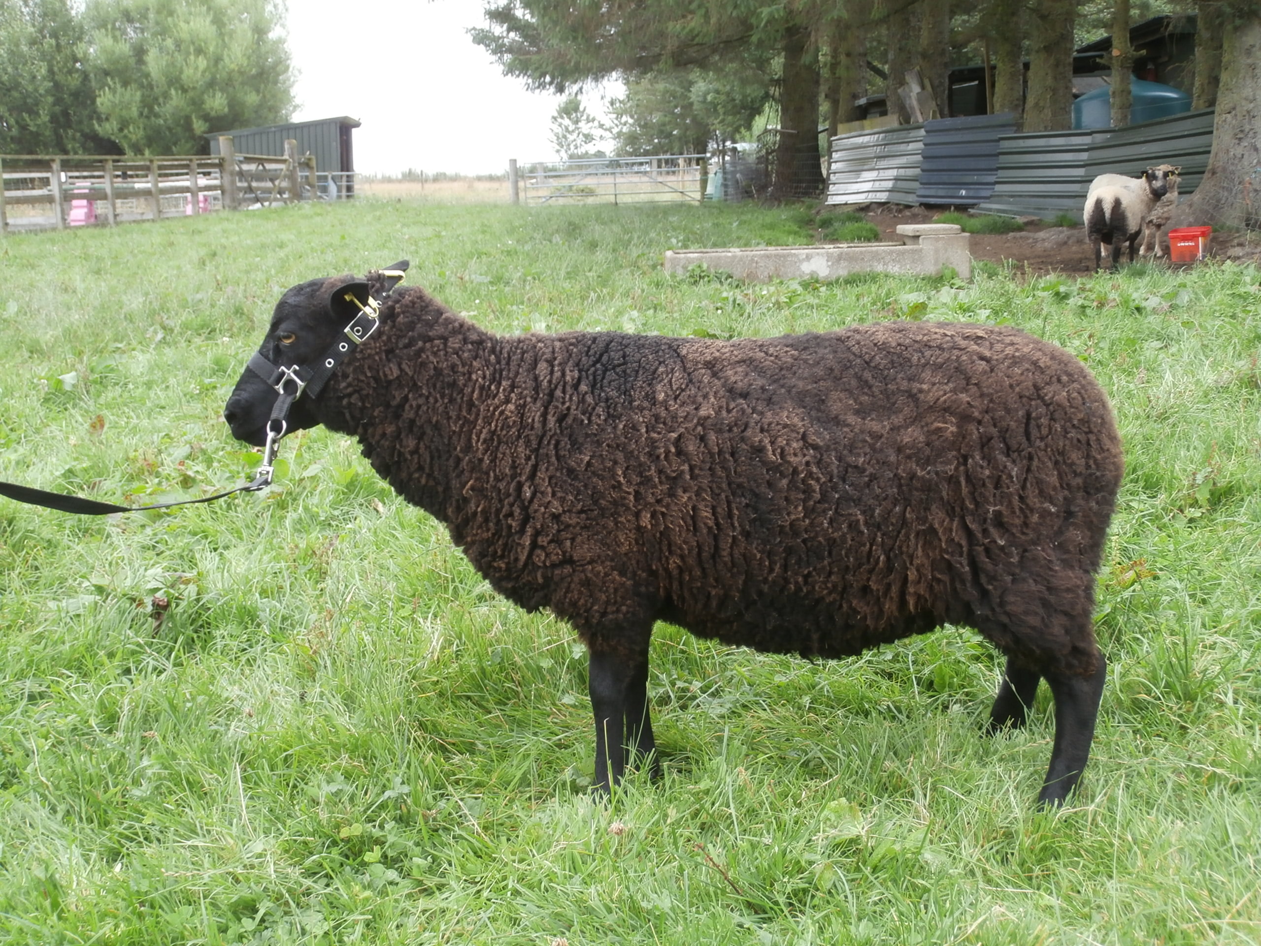 Shieling Flock Gimmers and Lambs For sale image 3