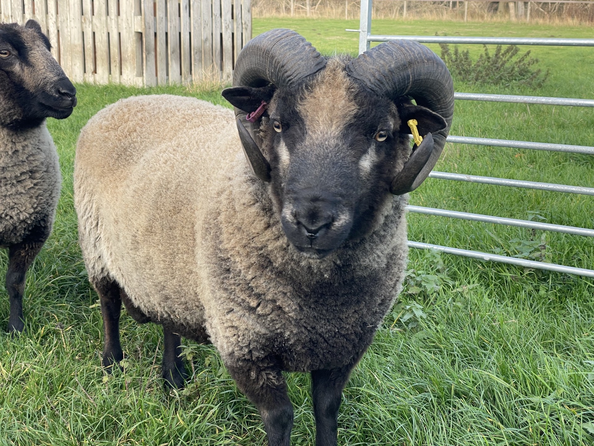Spa Lodge flock - lovely mature ram for sale