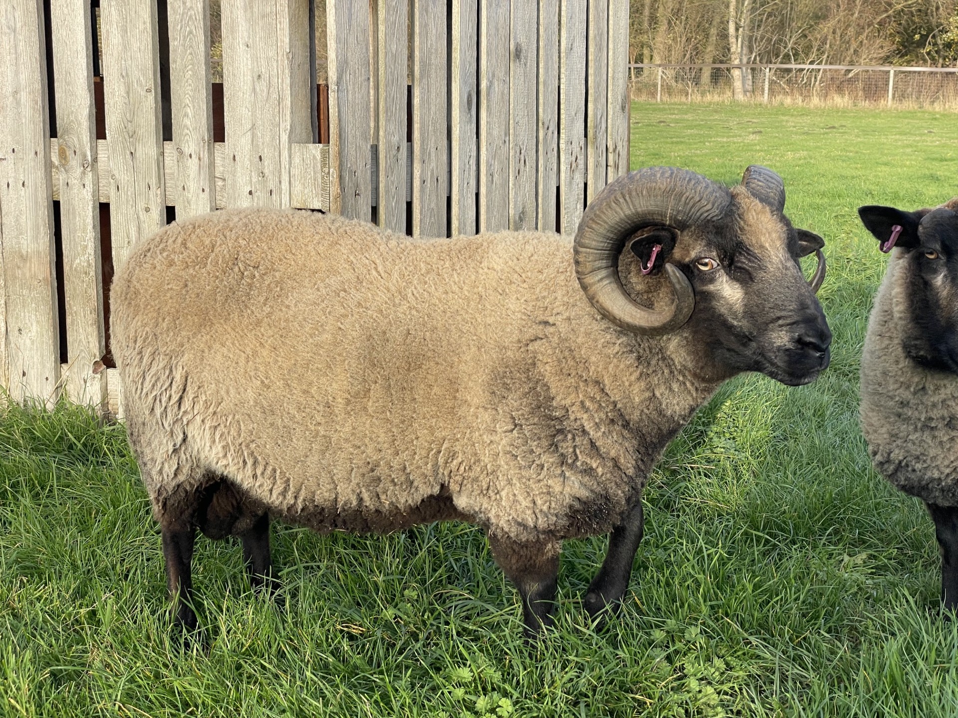 Spa Lodge flock - lovely mature ram for sale image 2