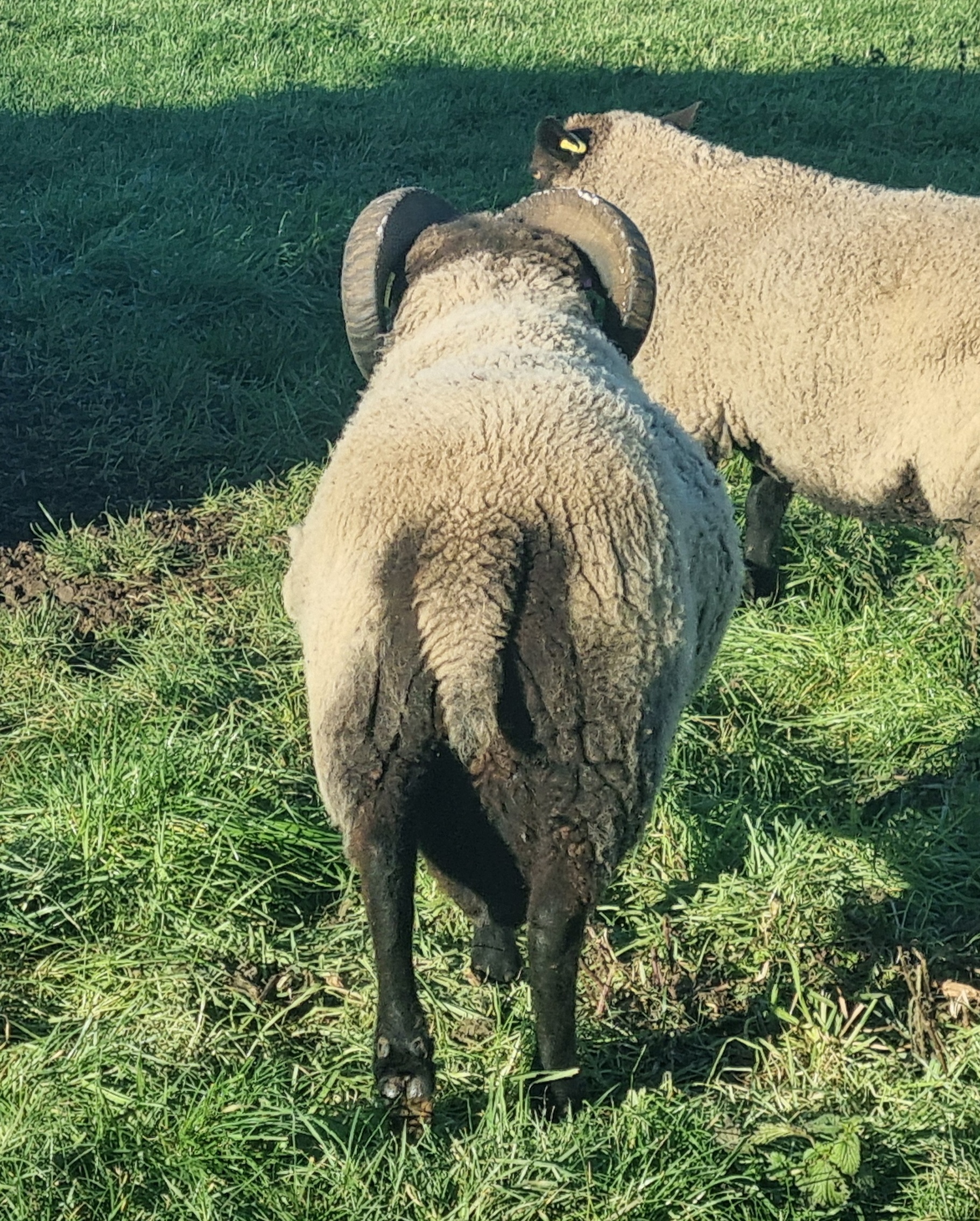 Spa Lodge flock - lovely mature ram for sale image 3
