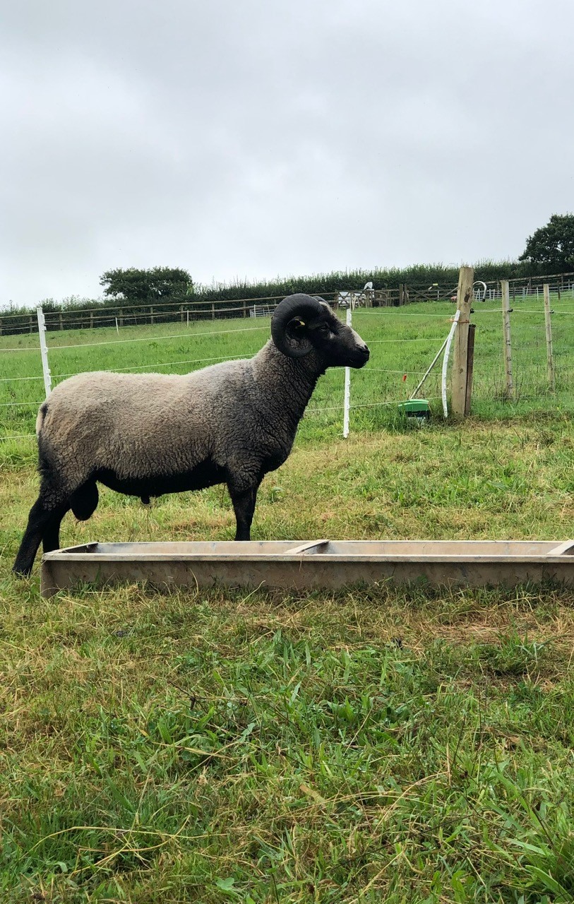 Rams for Sale image 1