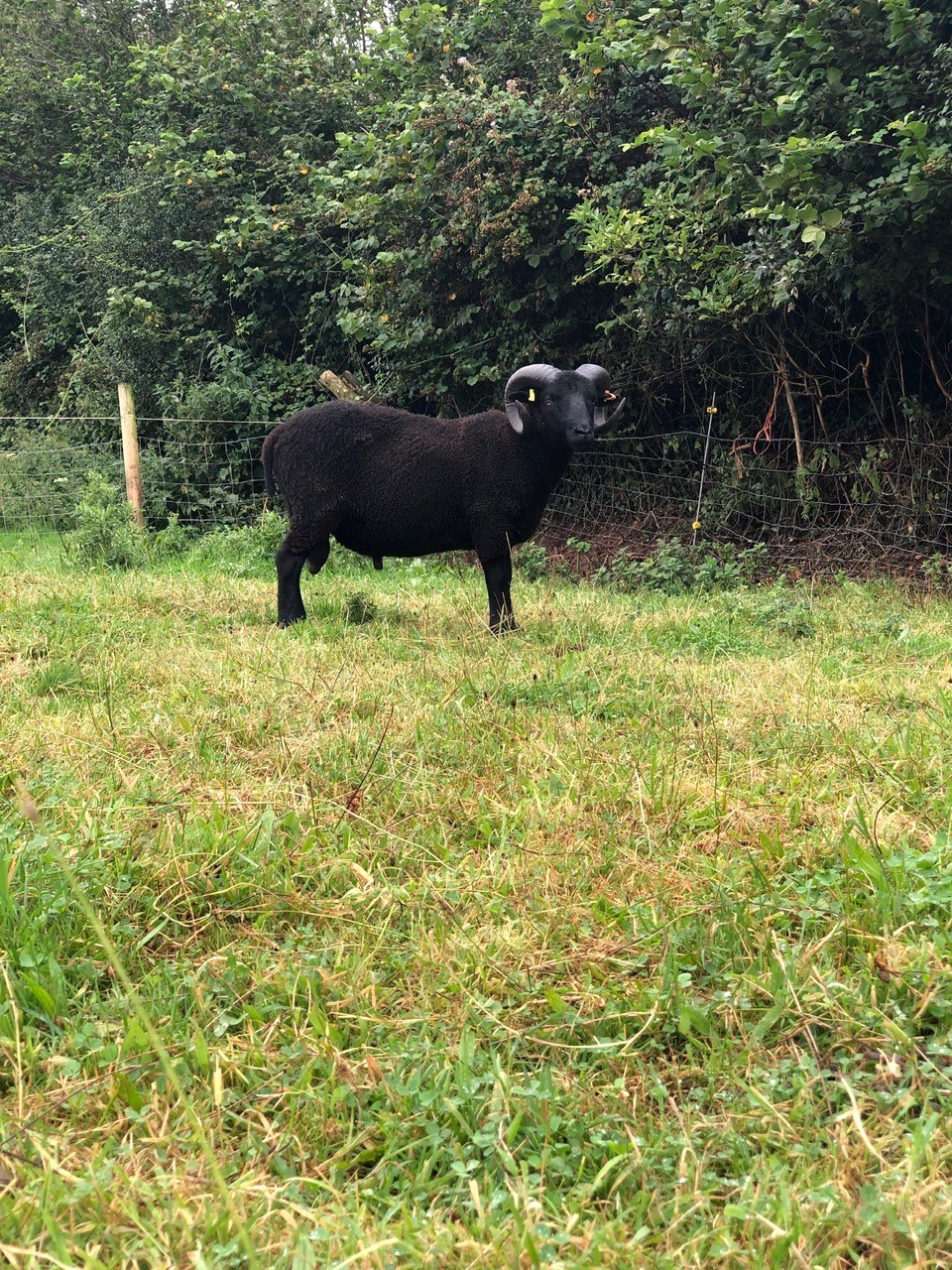 Rams for Sale image 2