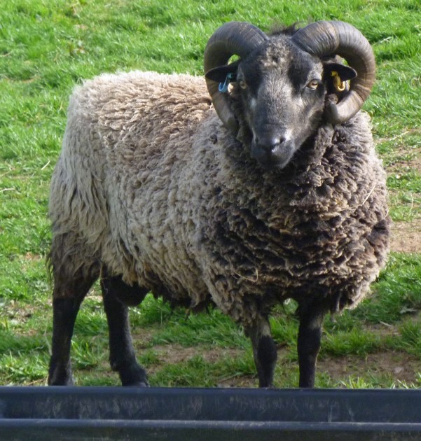 Rams for Sale image 3