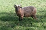 Rams for sale image 1