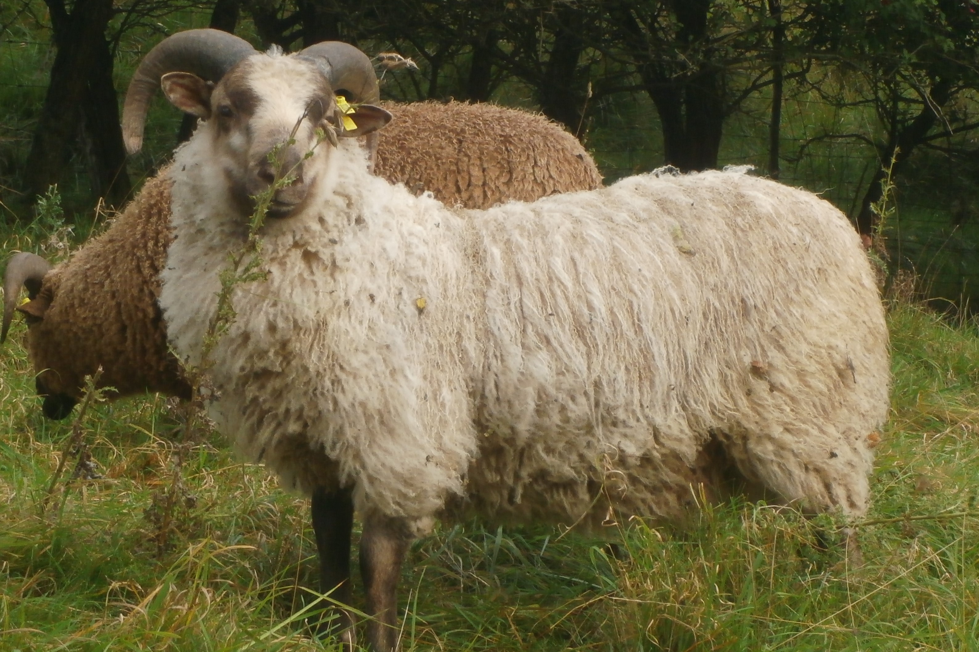 Rams for sale image 3