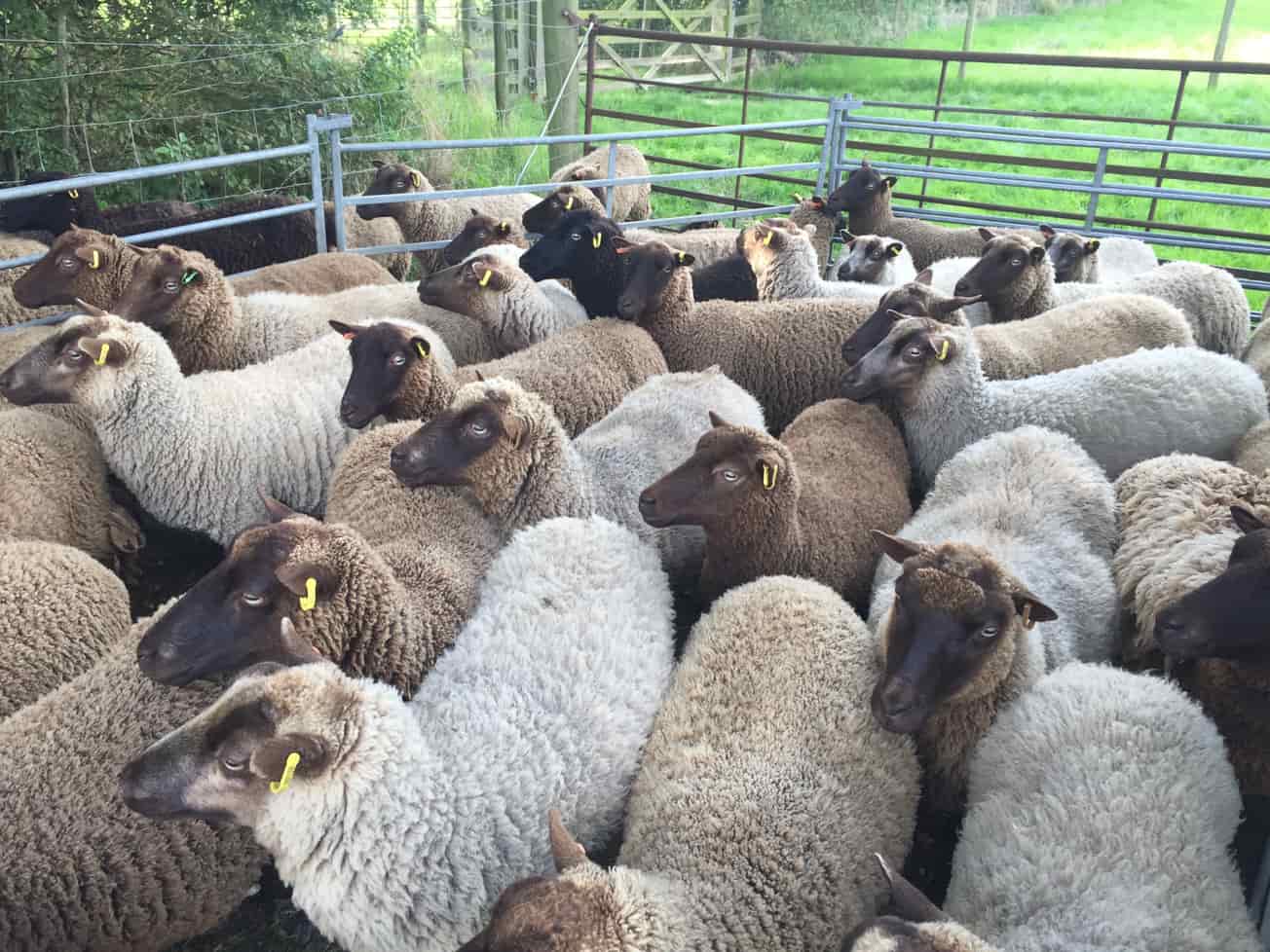 Registered Shetland Shearling Ewes for sale