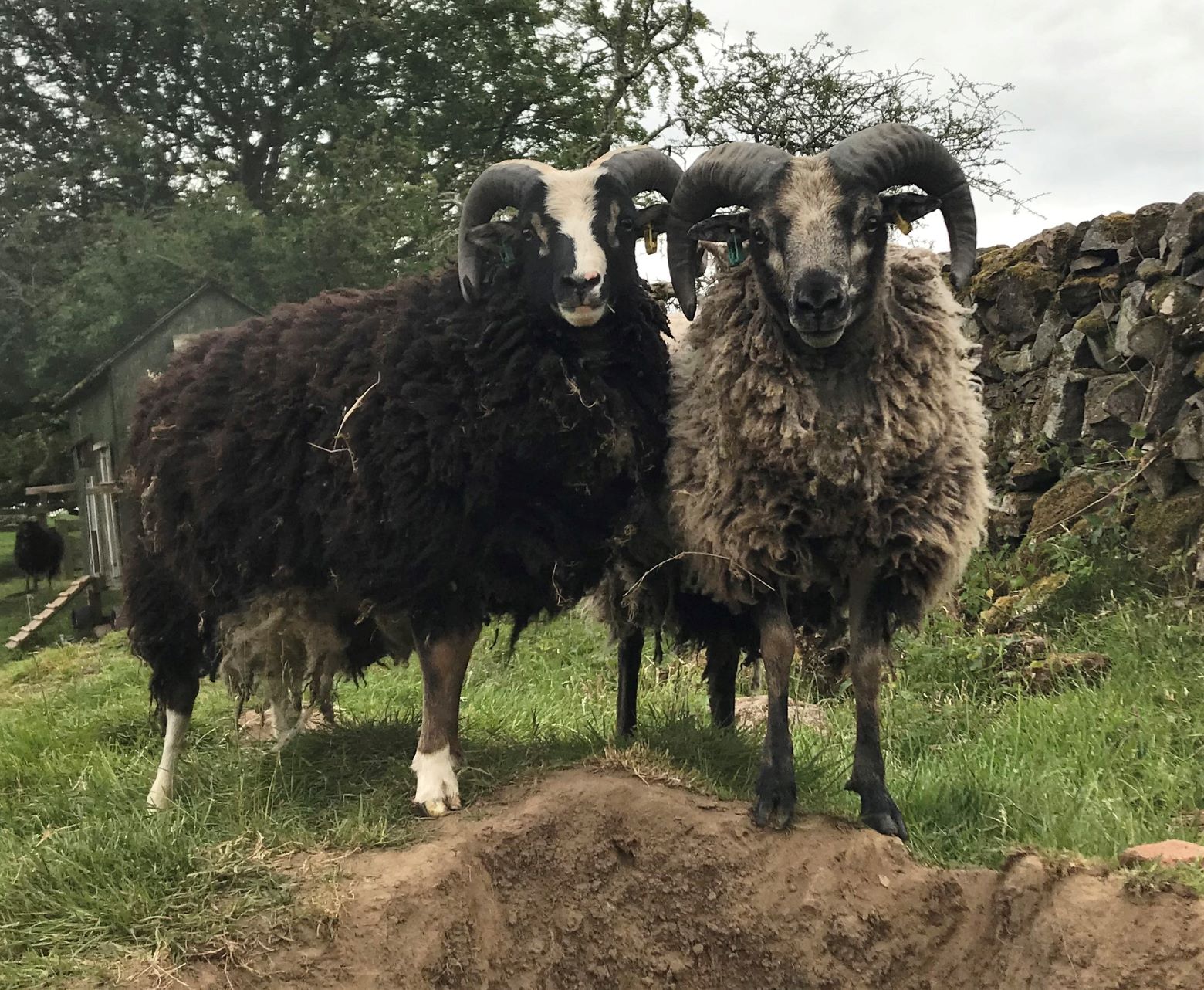 Newhall Shetlands - Ewes, Gimmers, Tups and Wethers for sale image 1