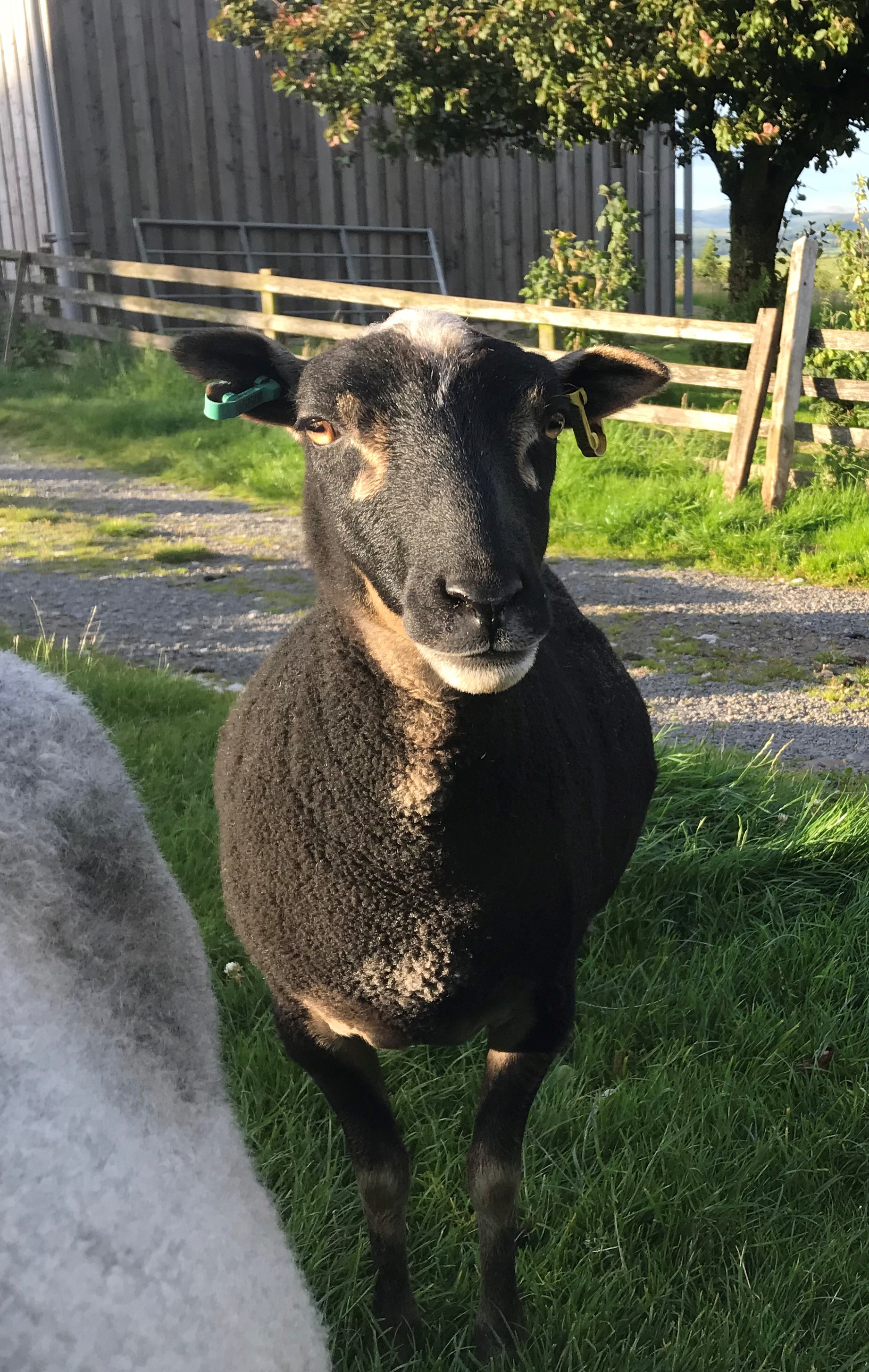 Newhall Shetlands - Ewes, Gimmers, Tups and Wethers for sale image 2