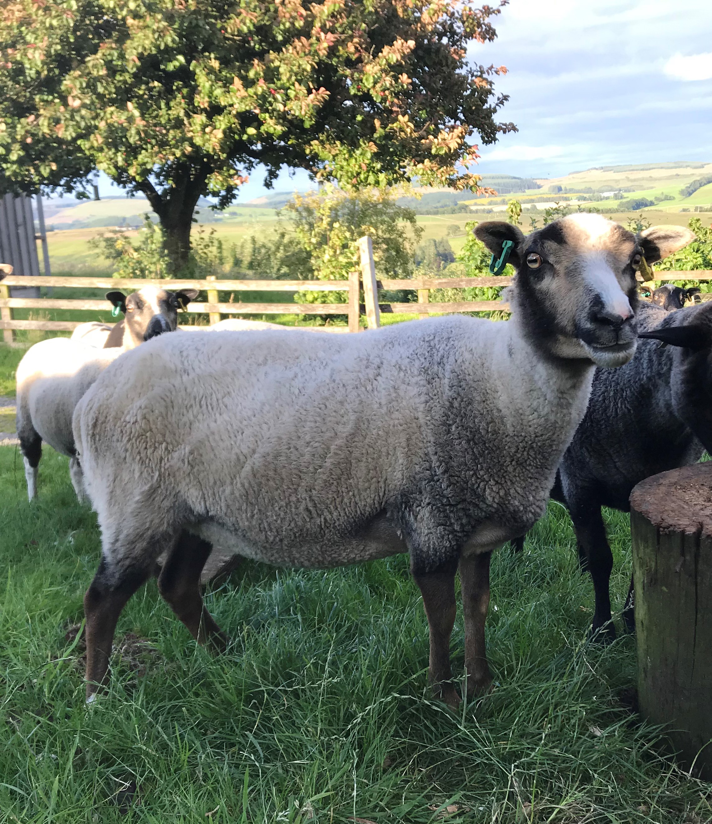 Newhall Shetlands - Ewes, Gimmers, Tups and Wethers for sale image 3