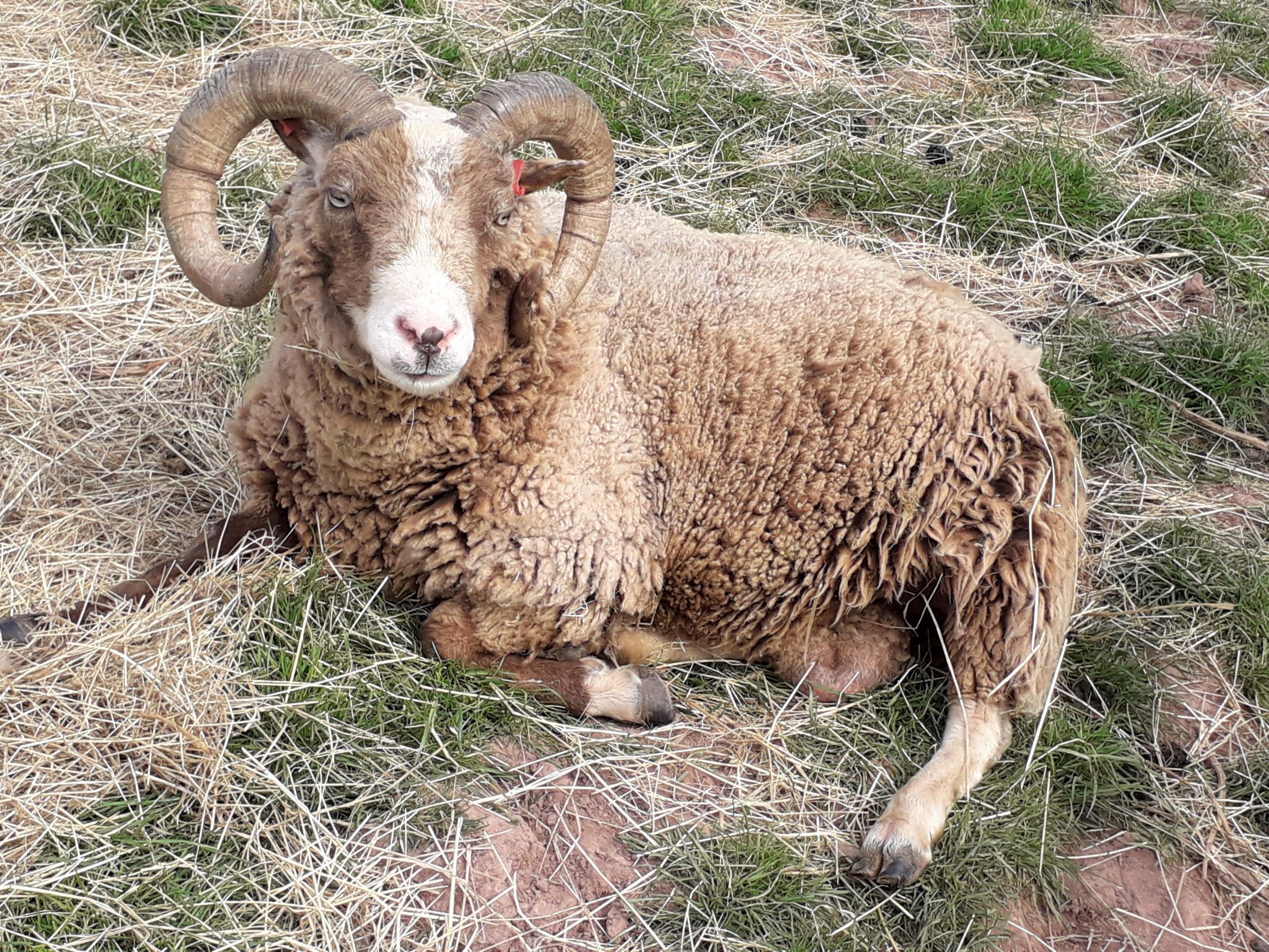 Llwynneuadd Flock image 1