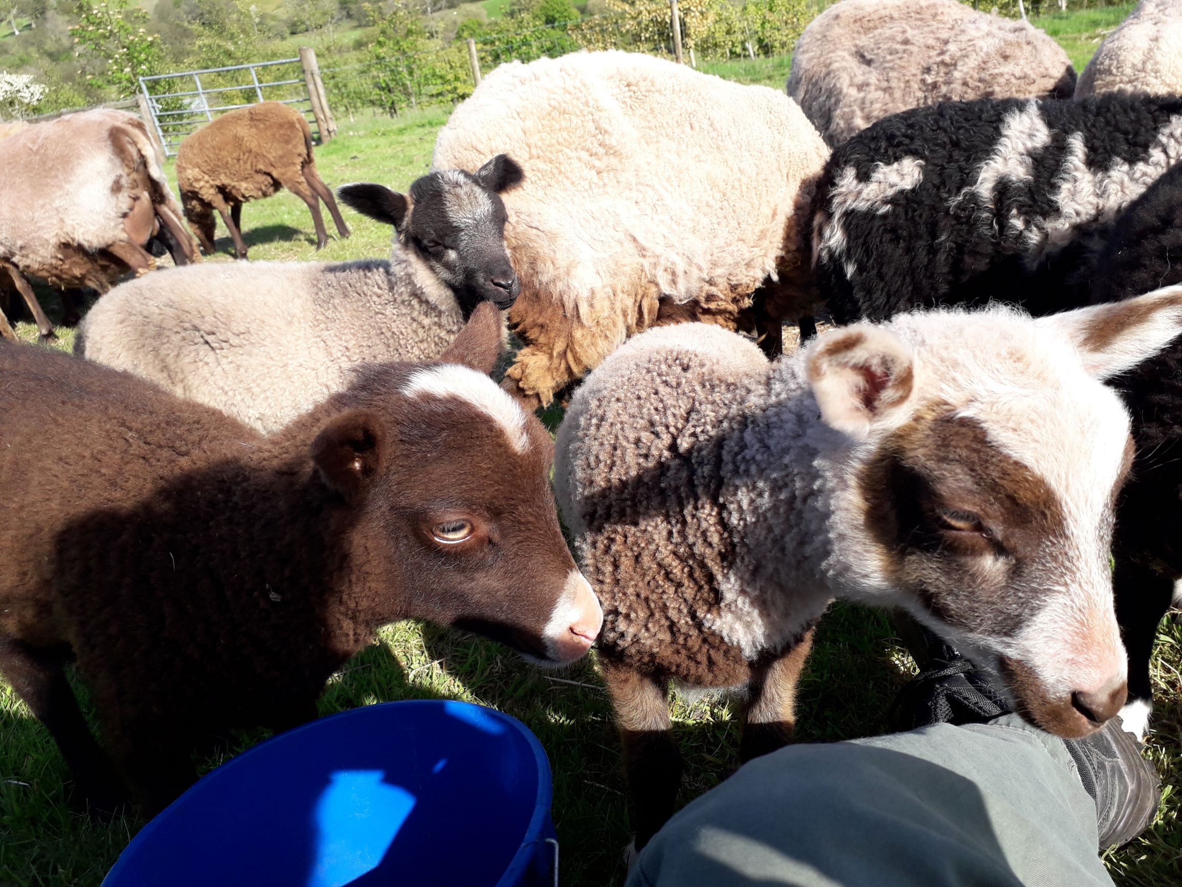 Llwynneuadd Flock image 2