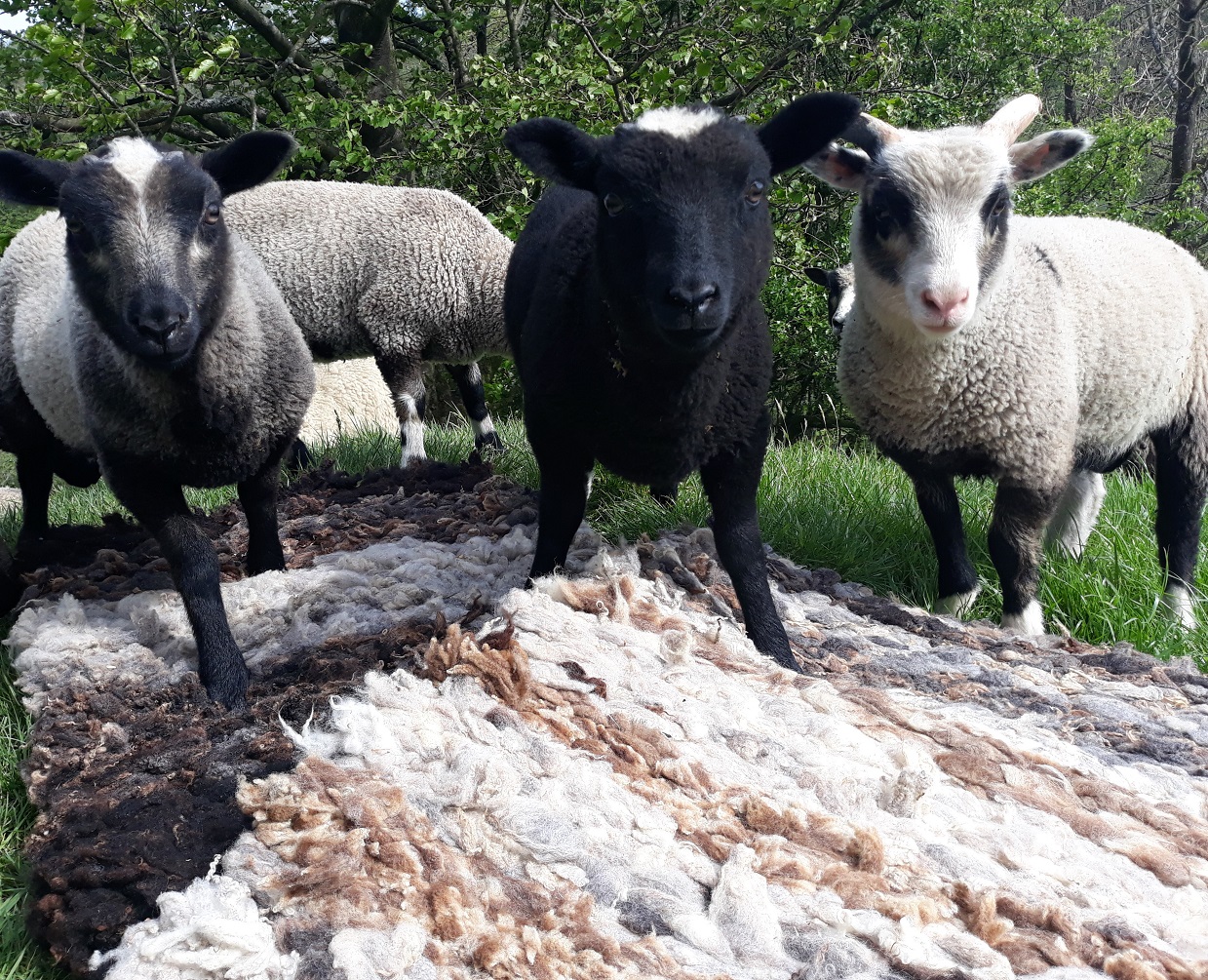 Handmade wool rugs and fleeces for sale - North Cumbria image 1