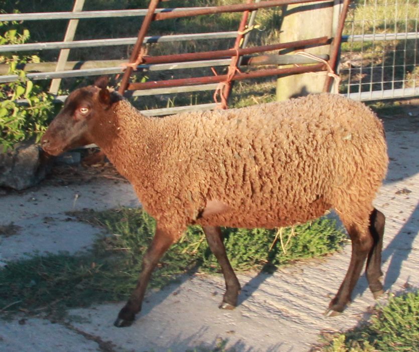 Moorit and black moorit ewes image 1