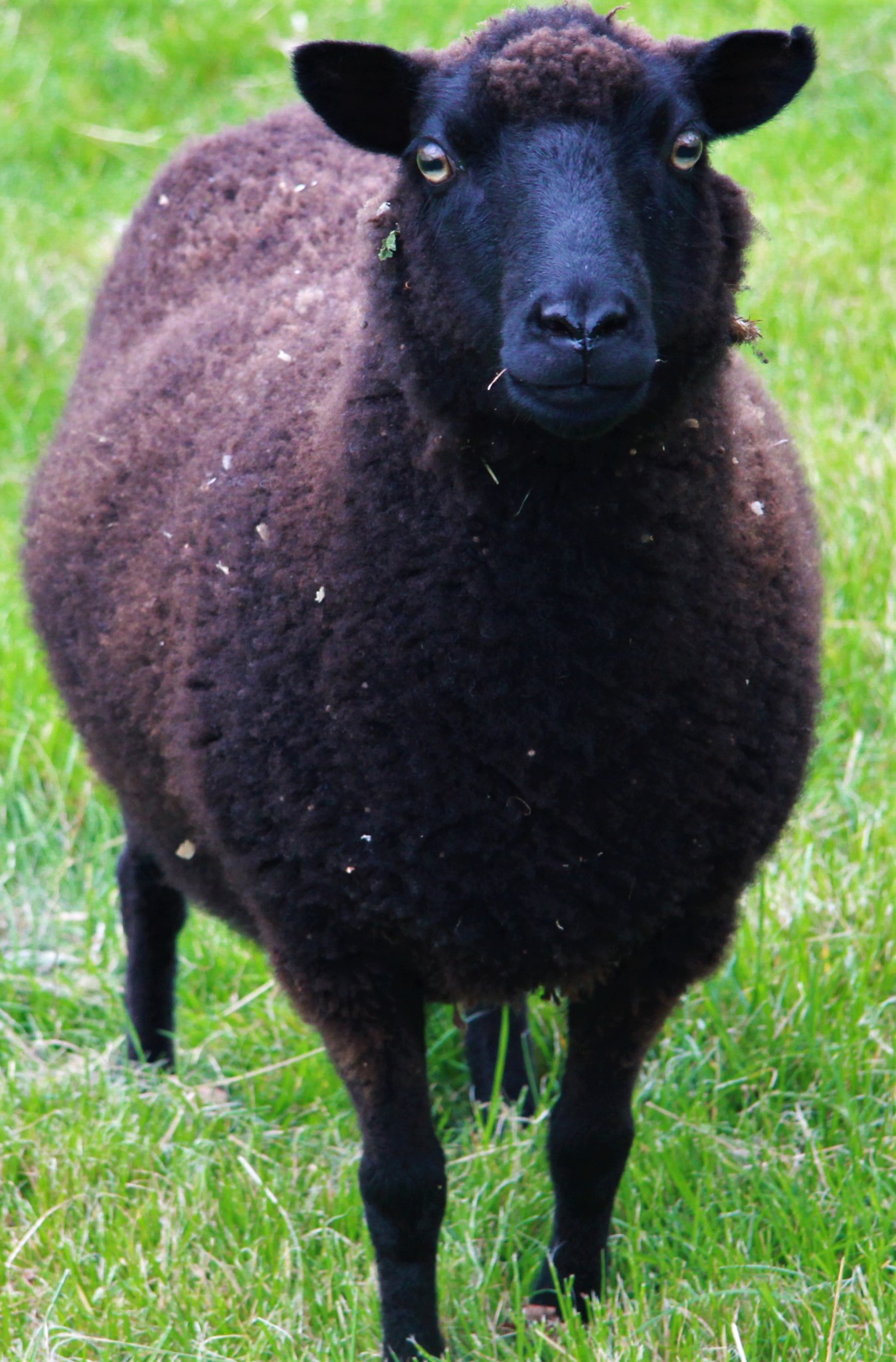 Moorit and black moorit ewes image 2
