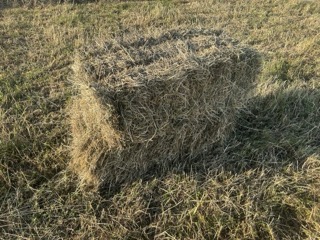 Small bales of hay for sale. image 2