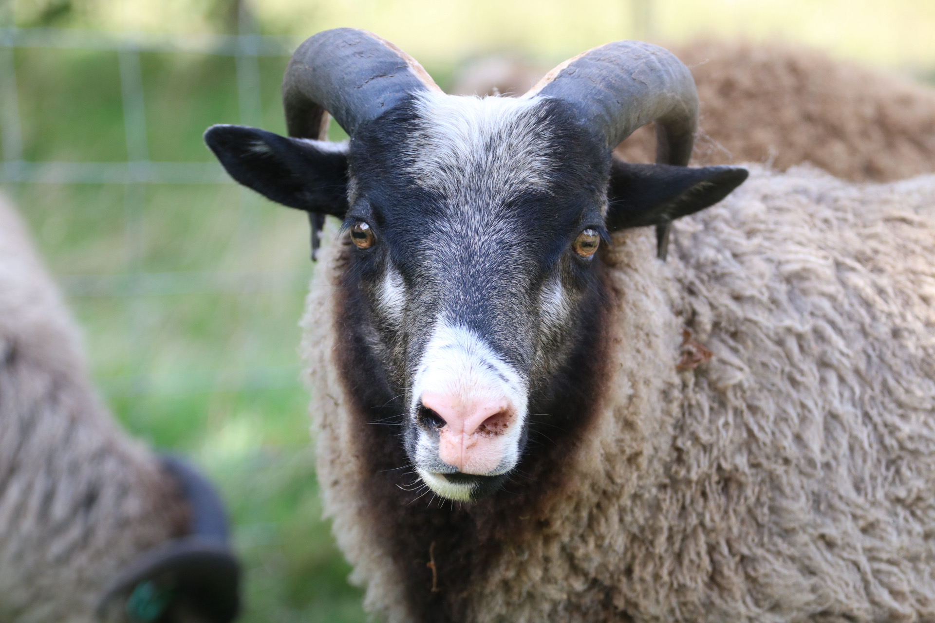 Ram Lambs ready for new Ladies! image 1