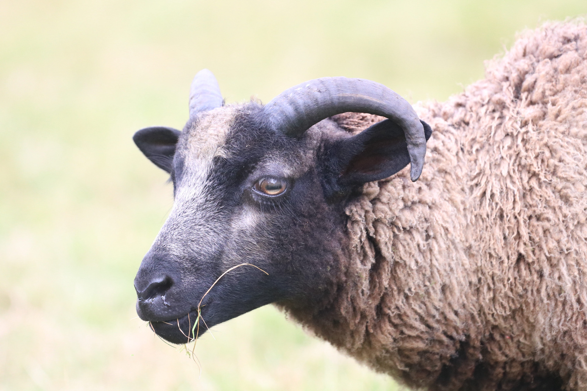 Ram Lambs ready for new Ladies! image 2