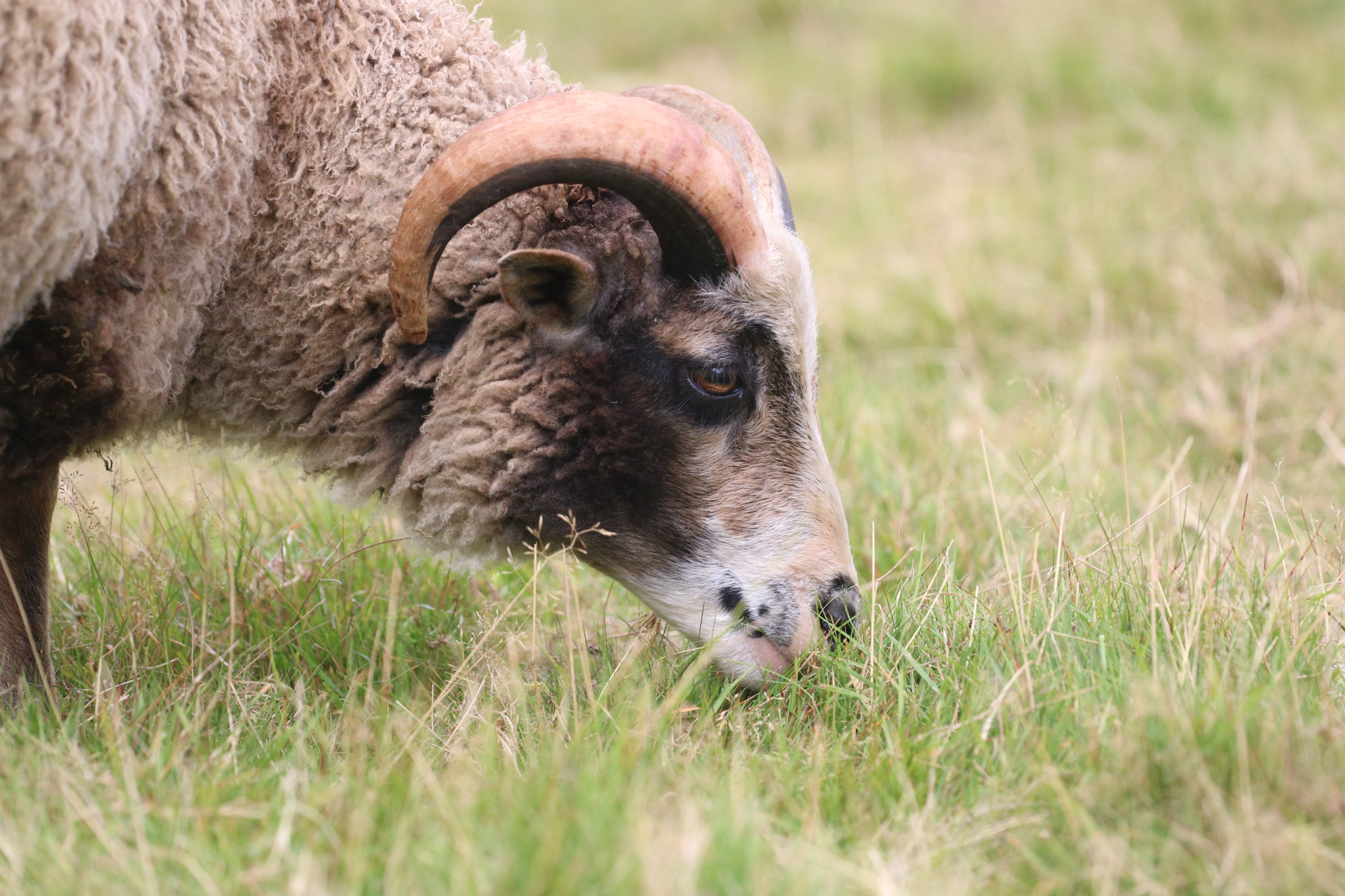 Ram Lambs ready for new Ladies! image 3