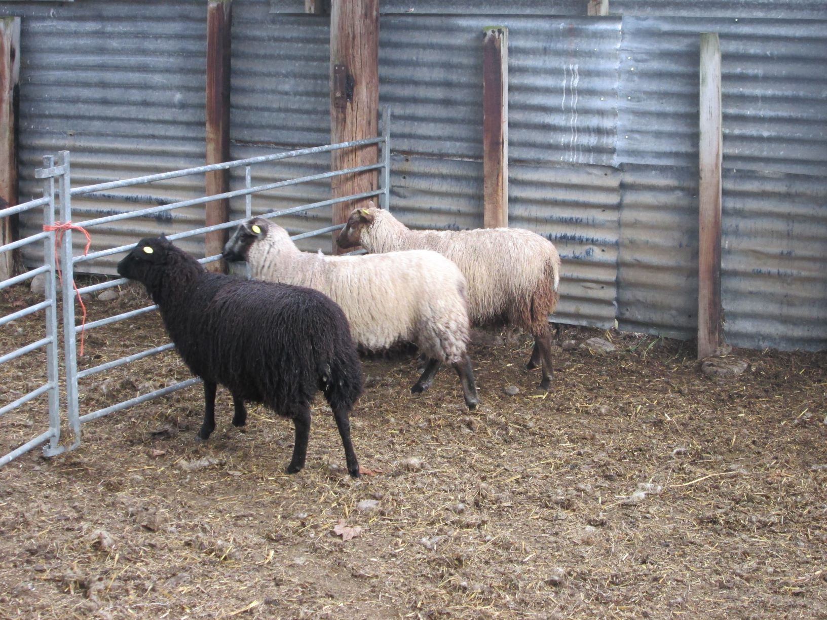 Ewe lambs x 3- mixed colours. image 1