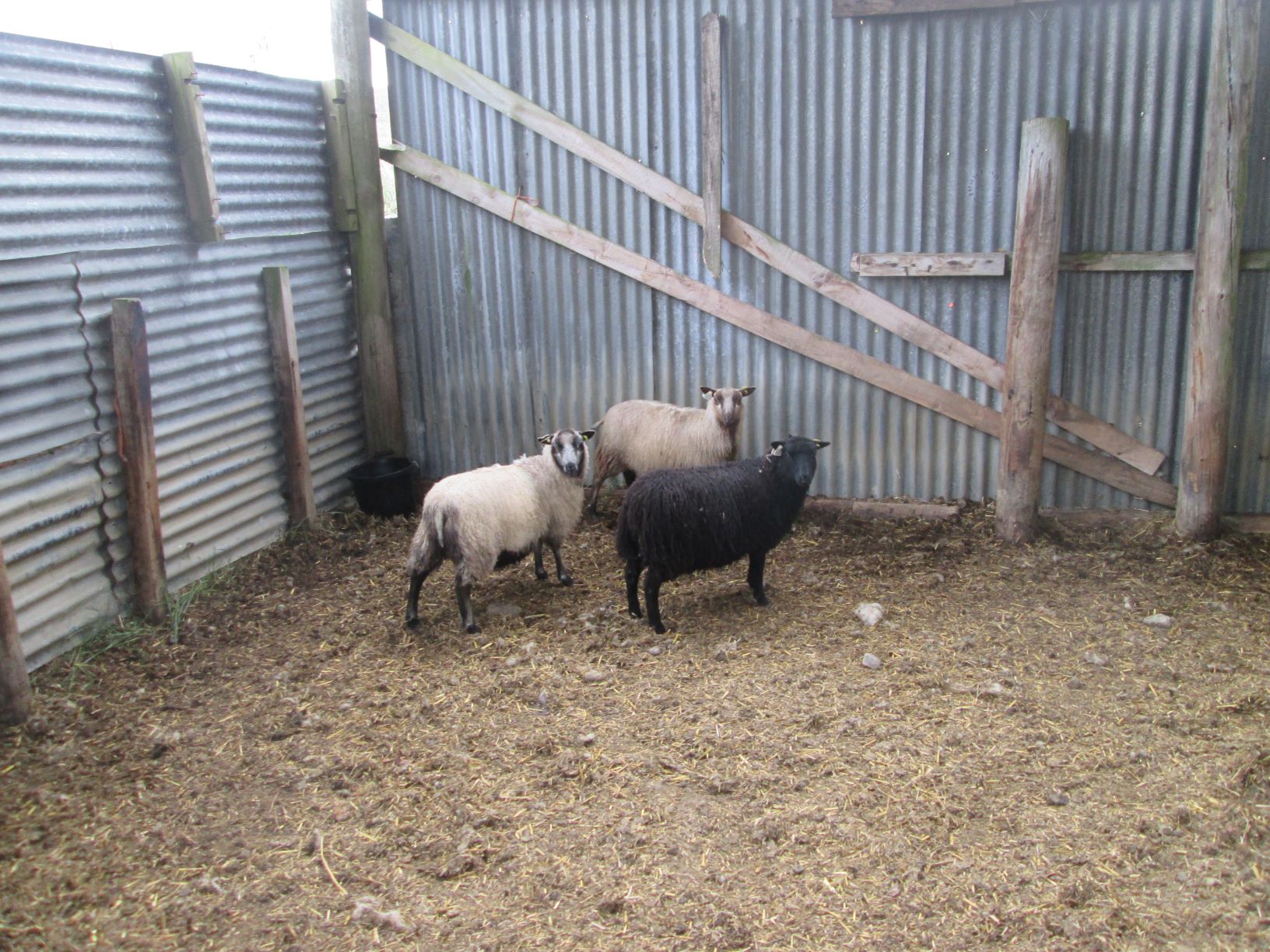 Ewe lambs x 3- mixed colours. image 2