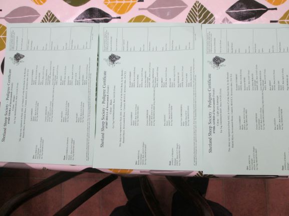 Ewe lambs x 3- mixed colours. image 3